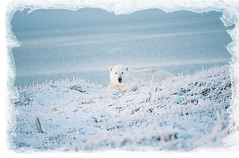 Arctic polar bear tours